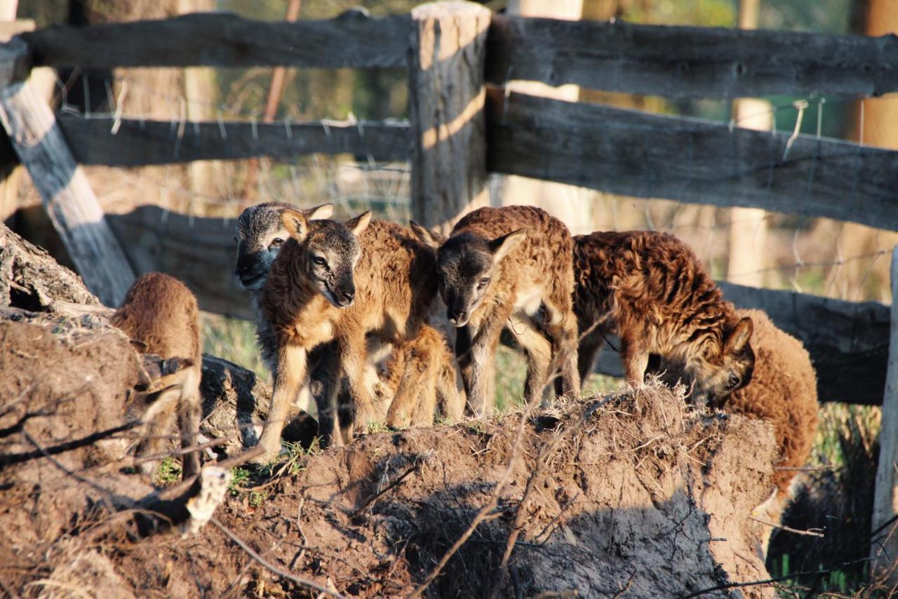 Landgasthof Zur Wildbahn ブルク エクステリア 写真