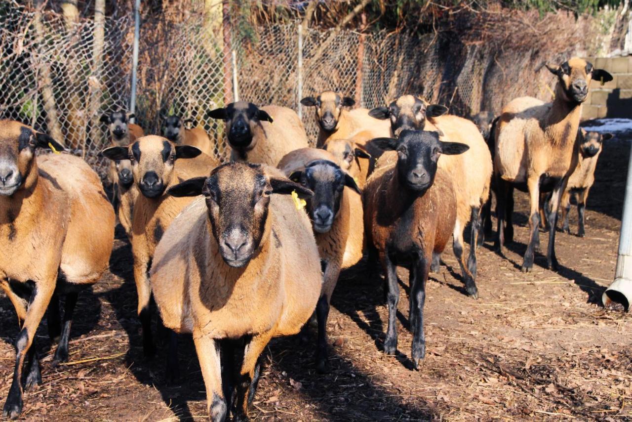 Landgasthof Zur Wildbahn ブルク エクステリア 写真